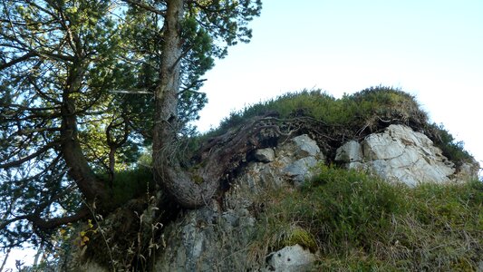 Allgäu tree rock