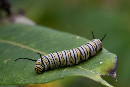 Butterfly feed larva photo