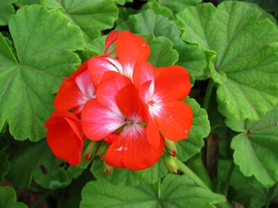 Plant natural blossom
