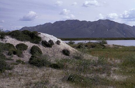 Coast flow marsh