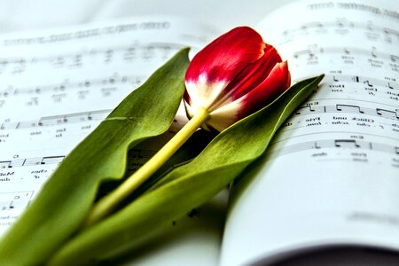 Beautiful Photo bloom blossom