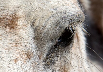 Detail farm portrait photo