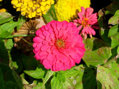 Macro sunny day summer