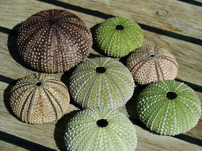 Sea urchins shell sea photo