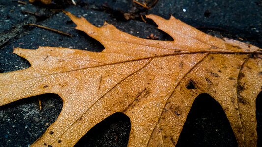 Seasonal brown wet photo