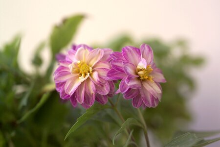 Natural blossom bloom