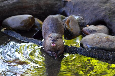 Otter zoo sweet