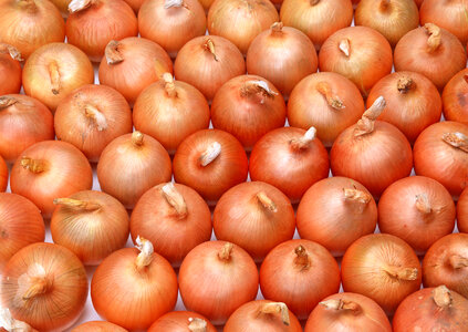 Fresh onion photo