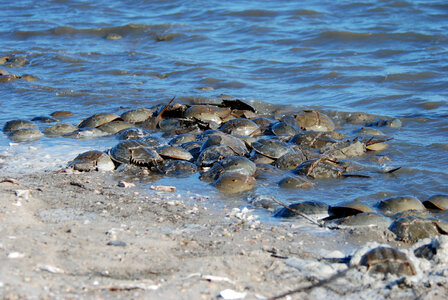 Horseshoe crabs washed up on beach photo