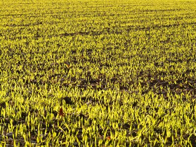 Sowing cereal green