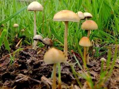 Flora fungus grass