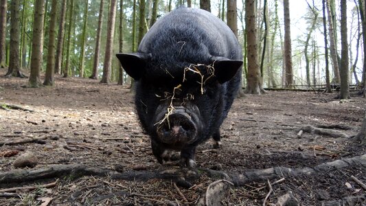Animal farm piglet photo
