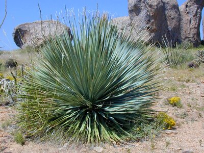 Plant spur pointed