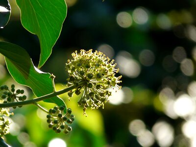 Bloom ivy common ivy photo