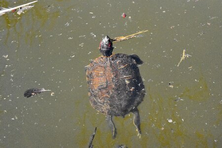 Water turtle reptile photo