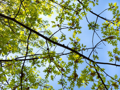 Green Leaves on Tree Branches photo