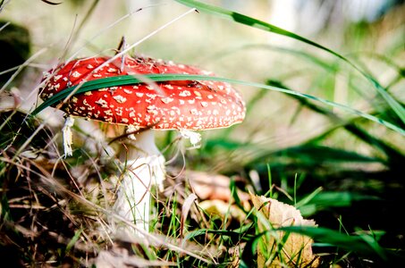 Beautiful Photo flora fungus photo