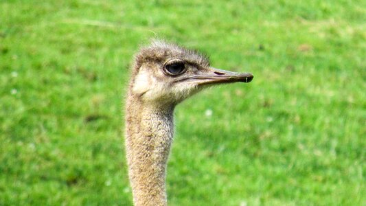 Bird ostrich wildlife photo