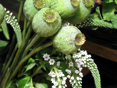 Seed pod green photo