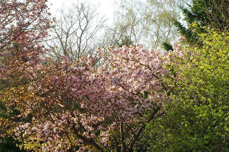 21 Cherry tree