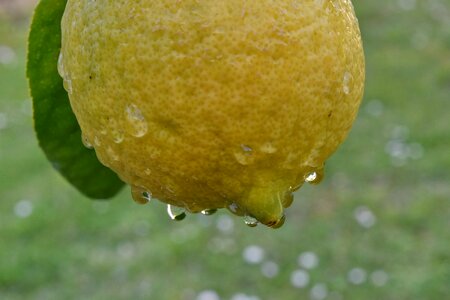 Rain wet citrus