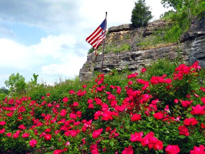 Beautiful Flowers biology blooming photo