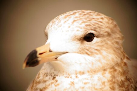 Animal beak bird photo