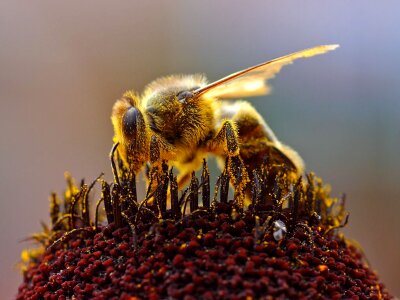 Pollen flower nectar insect
