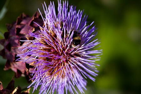 Flower purple cynara cardunculus photo