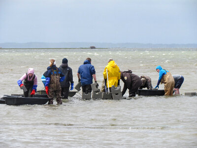 Refuge staff and volunteers and The Nature Conservancy volunteers build oyster castles