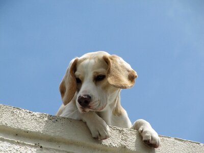 Canine domestic puppy photo