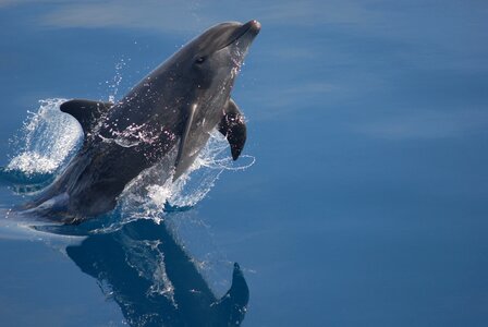 Bottlenose Dolphin in the ocean of Palawan photo