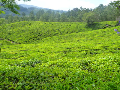 Green Tea Plantations photo