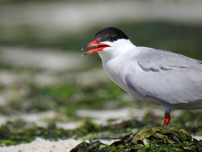 Common tern-1