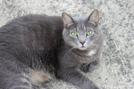 Adorable animal cat