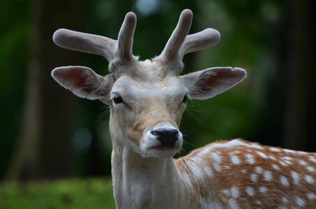 Fallow deer roe deer Free photos