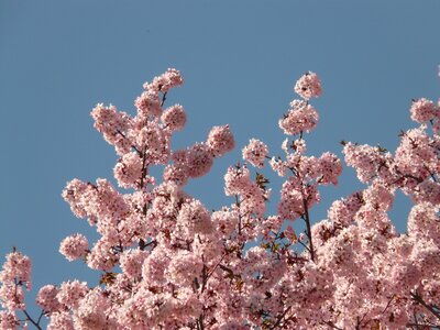 Tree japanese cherry japanese flowering cherry photo