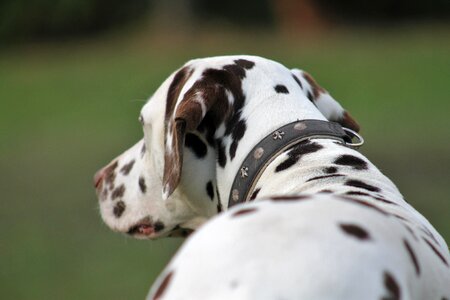 Dog dalmatians animals