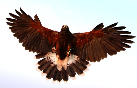 Landing wings spread photo