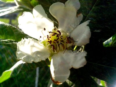 Blossom close close-up photo