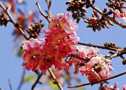 Apple beautiful flowers bloom