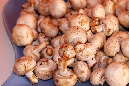 Mushrooms white mushroom Free photos
