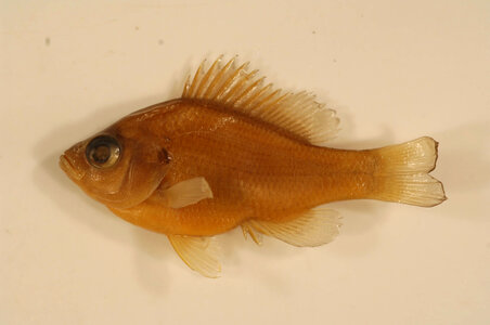 Lepomis punctatus