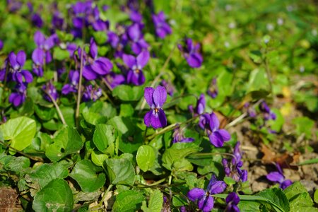 Violet flower spring photo