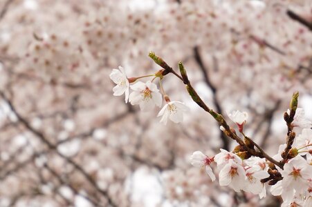 Pink flowers wood photo