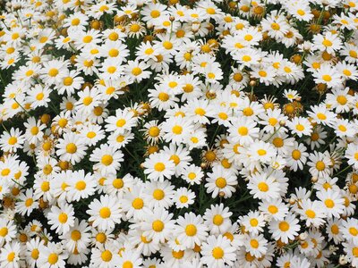 Composites ornamental plant pointed flower