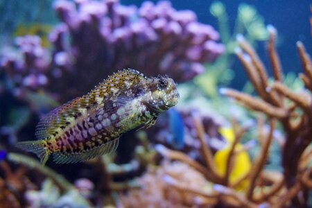 Underwater world water diving photo