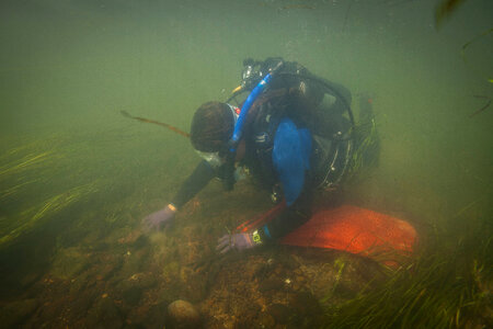 Diver collects freshwater mussels-2