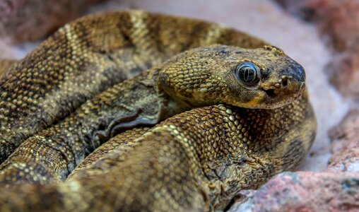 Animal biology brown photo