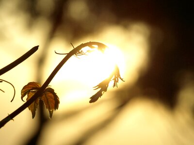 West grass gold